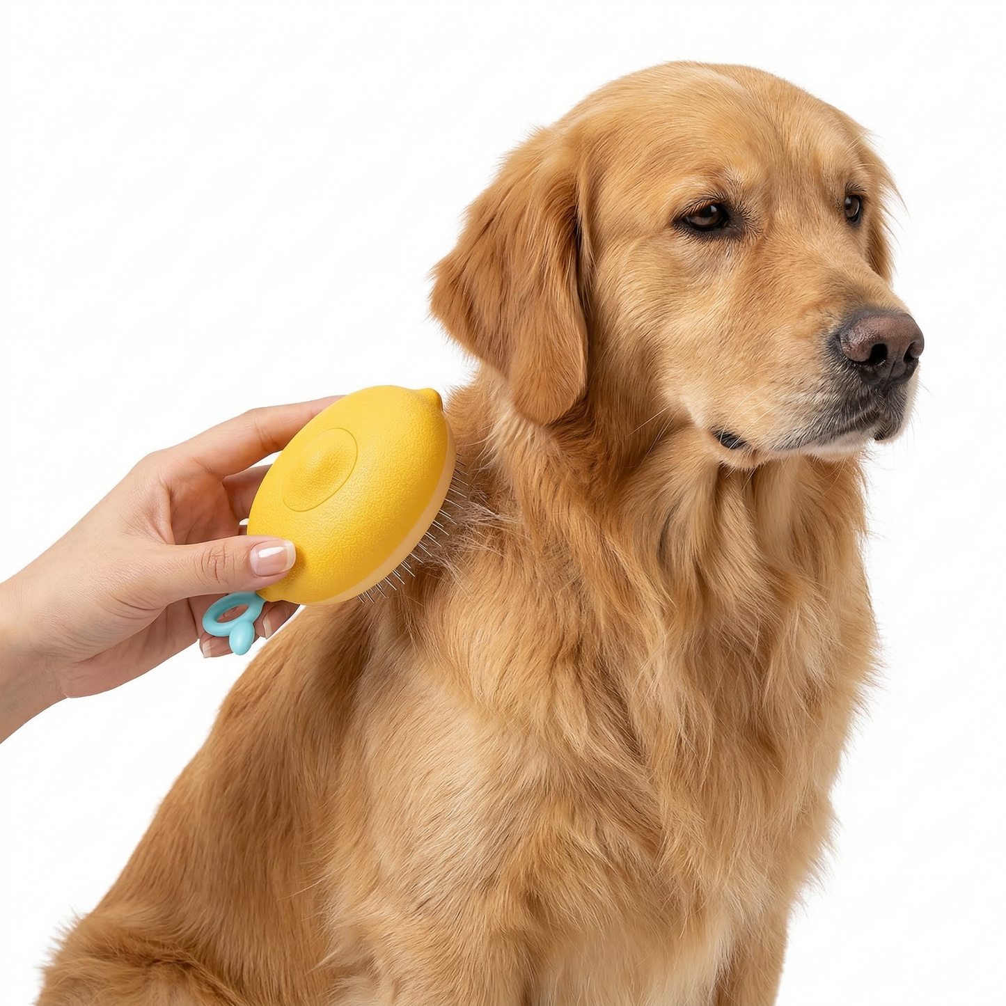 Stainless steel dog deshedding brush positioned beside collar to show compact handheld size